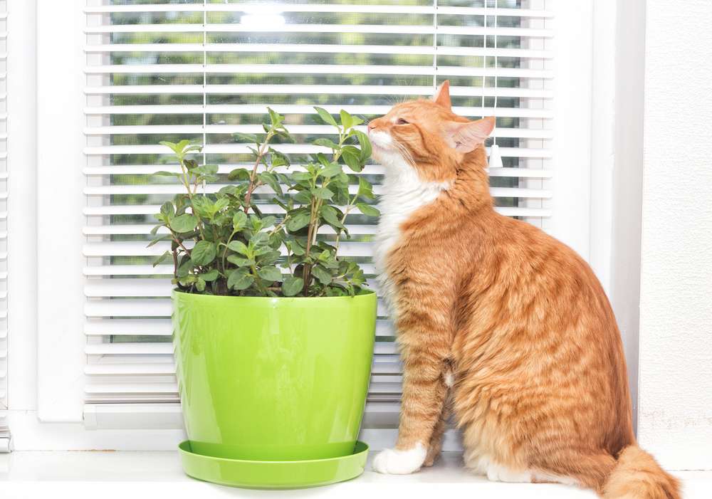 Catnip dan 4 Jenis Tanaman Hias yang Menarik Minat Kucing