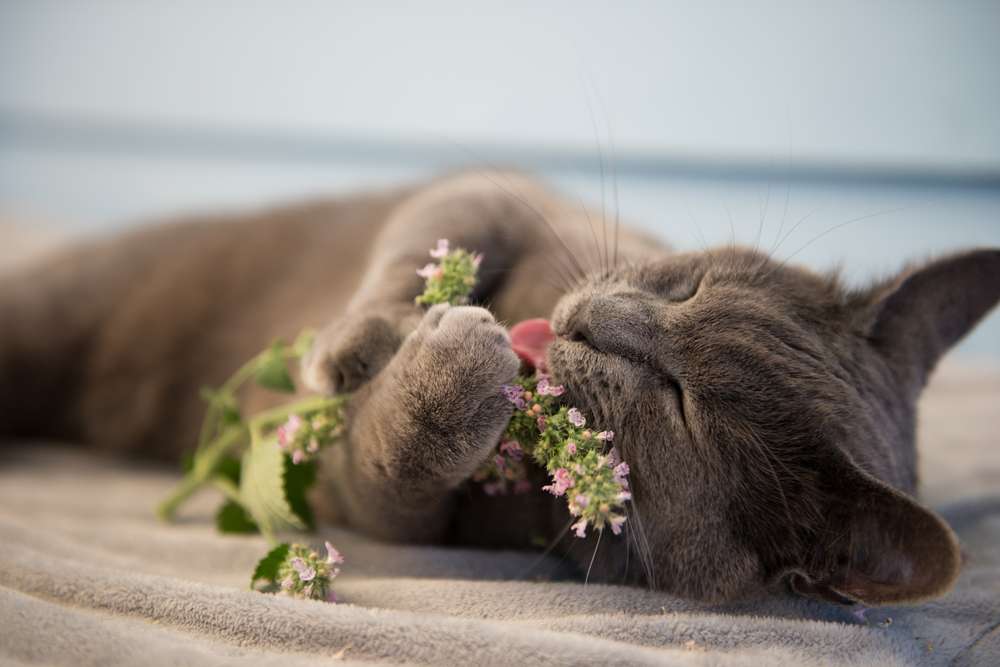 Catnip dan 4 Jenis Tanaman Hias yang Menarik Minat Kucing