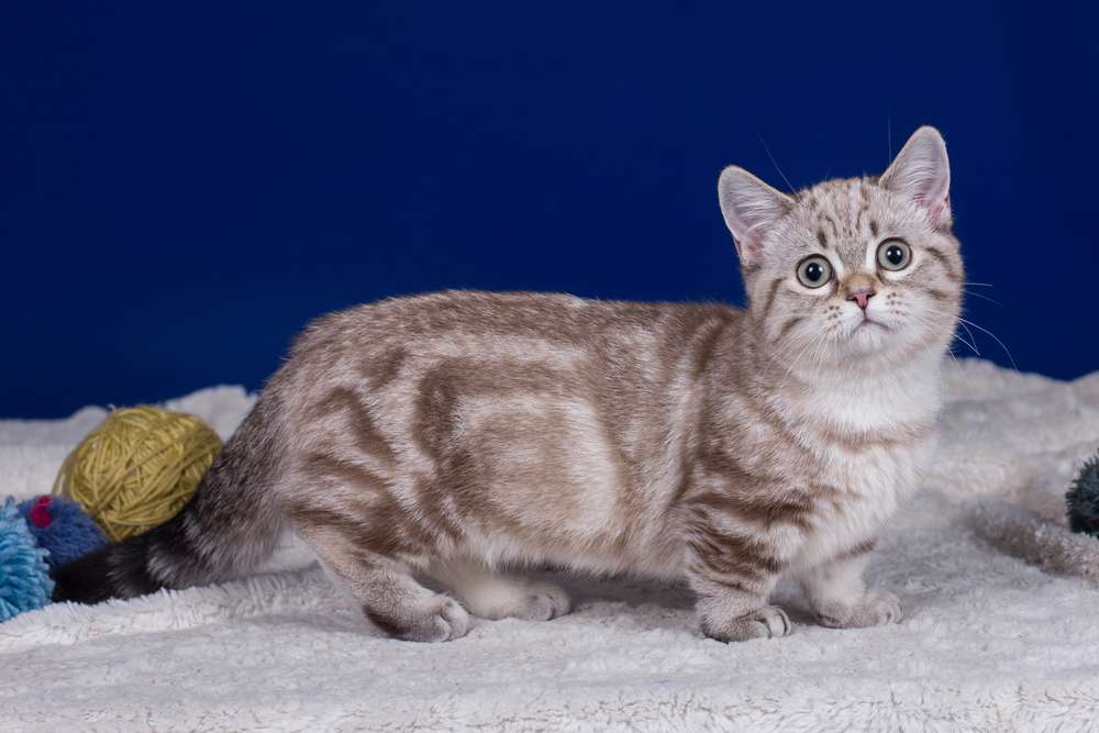 5 Mitos Kucing Munchkin, dari Kelainan Genetik Hingga Sulit Lari