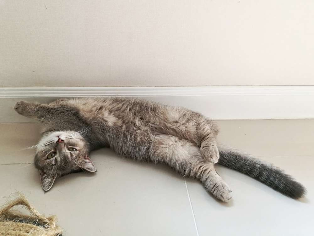 5 Mitos Kucing Munchkin, dari Kelainan Genetik Hingga Sulit Lari