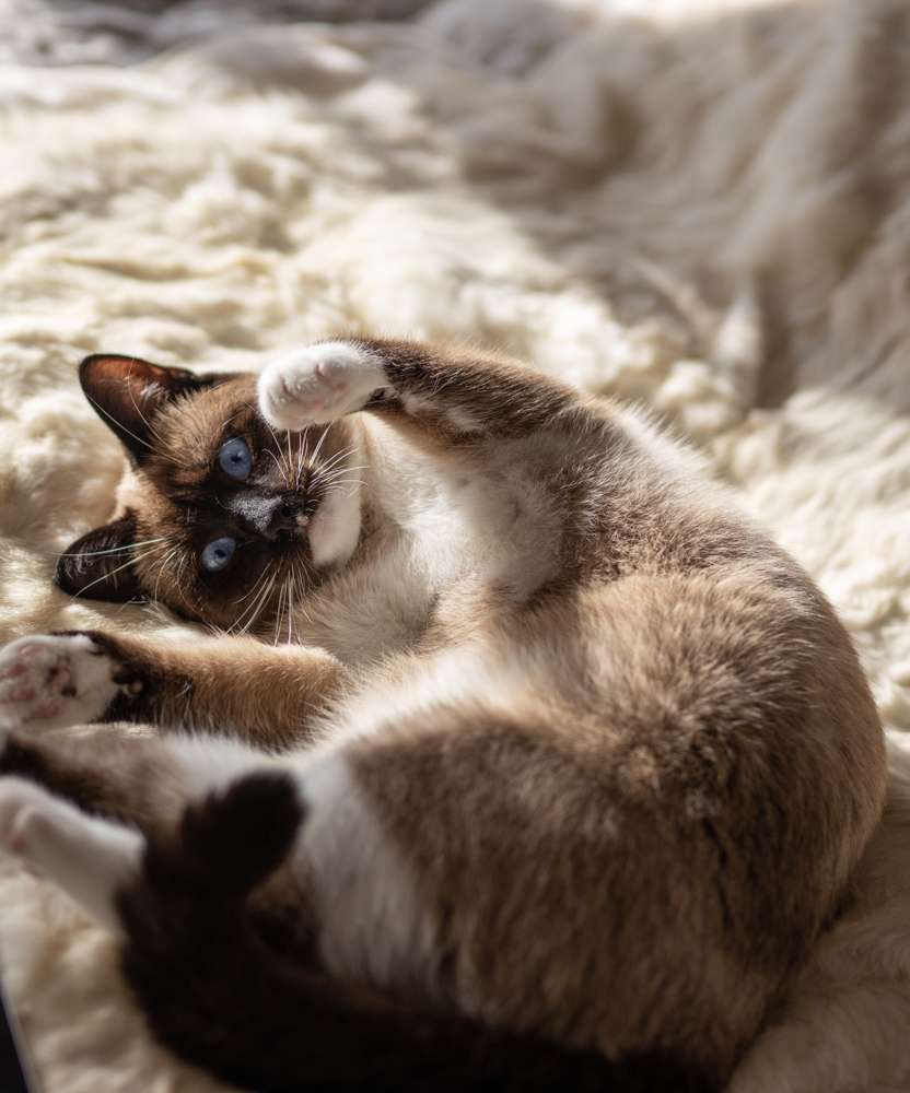 Dikenal Super Aktif, Ini 5 Alasan Kucing Siammu Jadi Doyan Rebahan