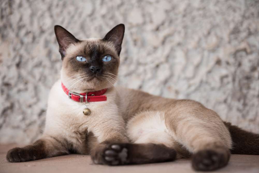 Dikenal Super Aktif, Ini 5 Alasan Kucing Siammu Jadi Doyan Rebahan