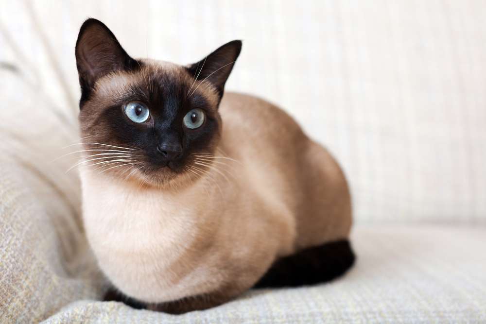 Dikenal Super Aktif, Ini 5 Alasan Kucing Siammu Jadi Doyan Rebahan