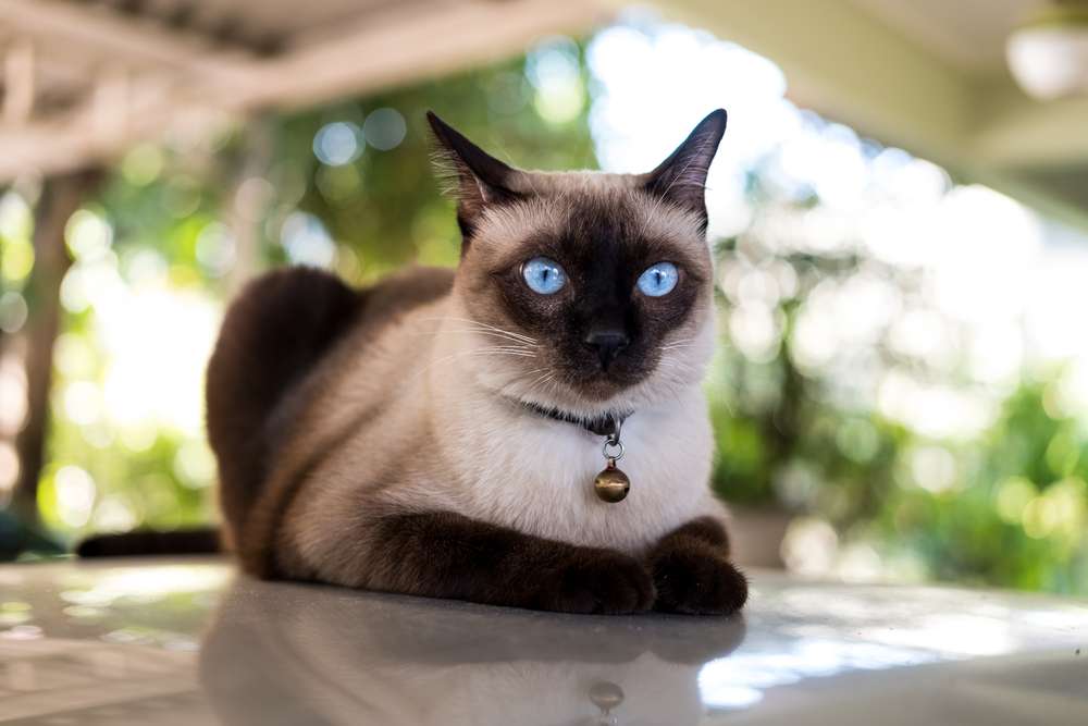 Dikenal Super Aktif, Ini 5 Alasan Kucing Siammu Jadi Doyan Rebahan