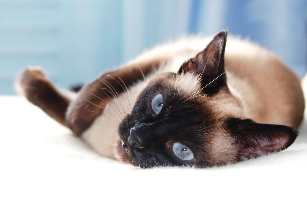 Dikenal Super Aktif, Ini 5 Alasan Kucing Siammu Jadi Doyan Rebahan