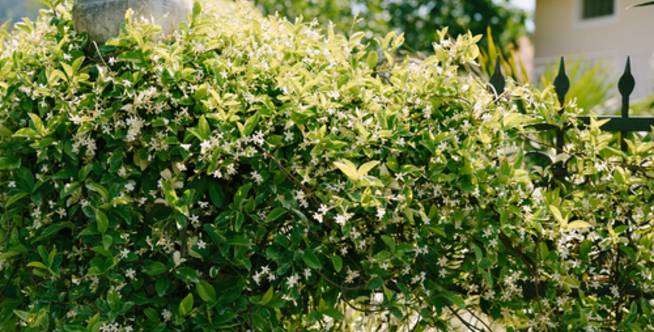 Star Jasmine
