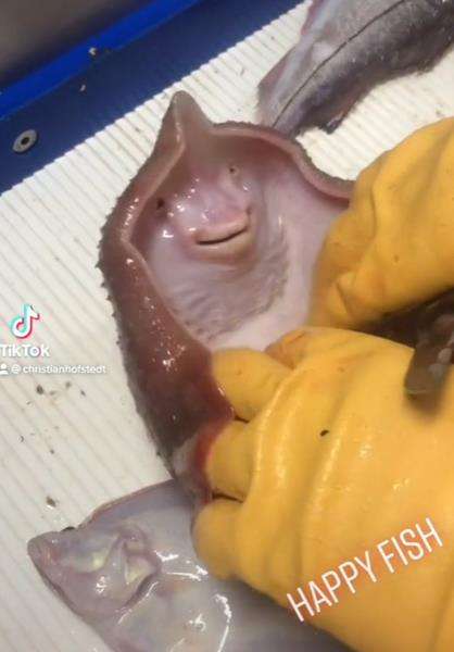 Ikan pari tersenyum. Ikan pari tersenyum.