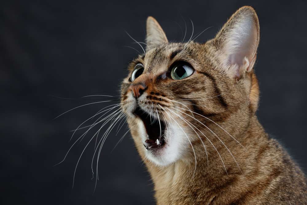 Shutterstock