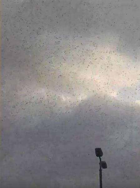 Langit di atas Kota Rahayi tampak gelap tertutup miliaran belalang.