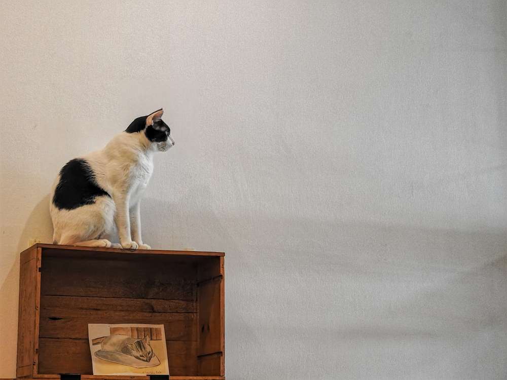 Beragam DIY Cat Tree yang Bakal Bikin Kucing Kesayangan Happy