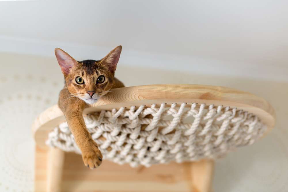 Beragam DIY Cat Tree yang Bakal Bikin Kucing Kesayangan Happy