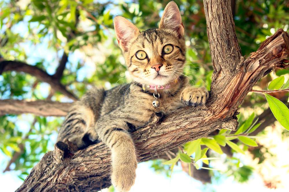 Beragam DIY Cat Tree yang Bakal Bikin Kucing Kesayangan Happy