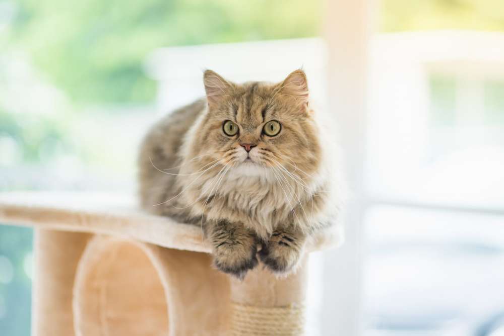 Beragam DIY Cat Tree yang Bakal Bikin Kucing Kesayangan Happy