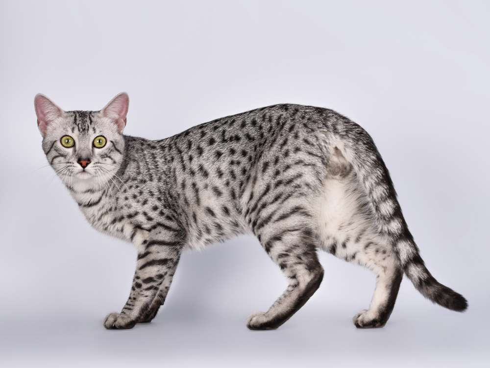 Terpesona 7 Ras Kucing Berbulu Abu-Abu Terindah di Dunia