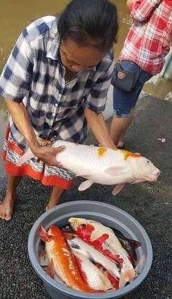 Ikan koi