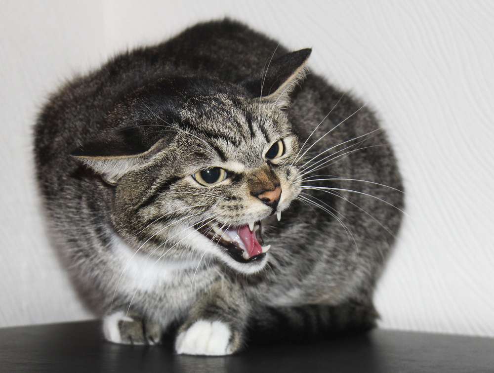 Shutterstock