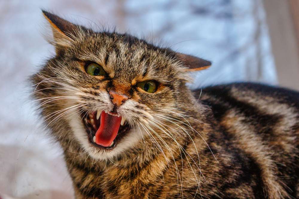 Shutterstock