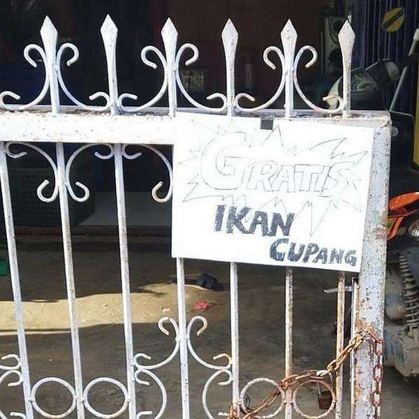 Gratis ikan cupang, sangat menggiurkan nih.