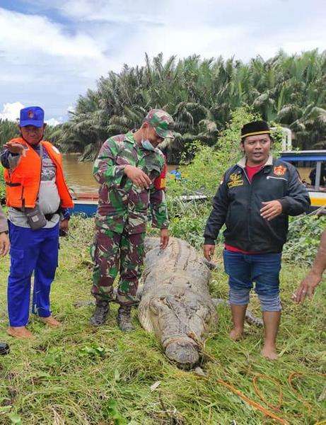 Buaya sepanjang 6 meter terkam bocah delapan tahun di Kaltim.