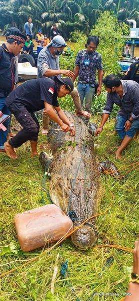 Buaya pemangsa bocah di Kaltim akhirnya tertangkap.