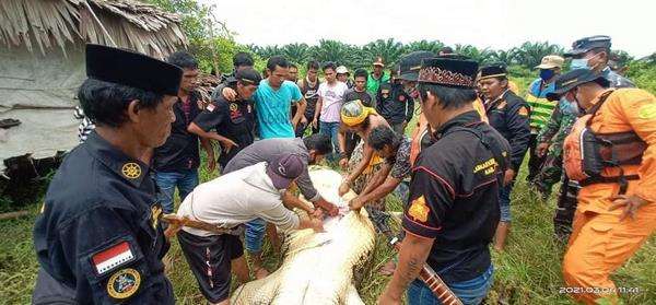 Perut buaya dibelah, jenazah korban masih utuh.