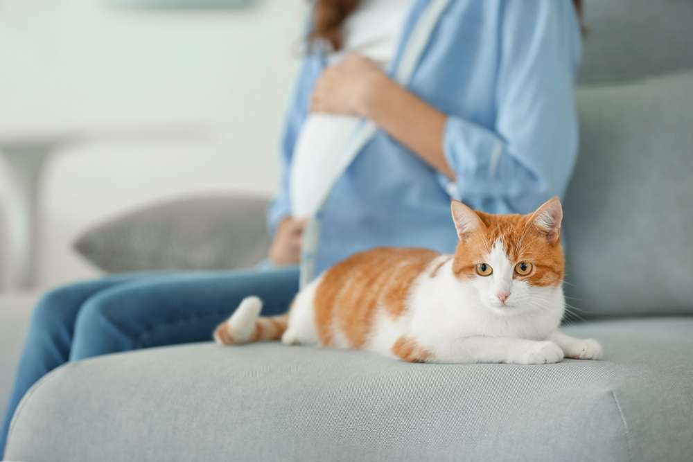 4 Mitos yang Sering Dipercaya Saat Merawat Kucing, Ini Faktanya