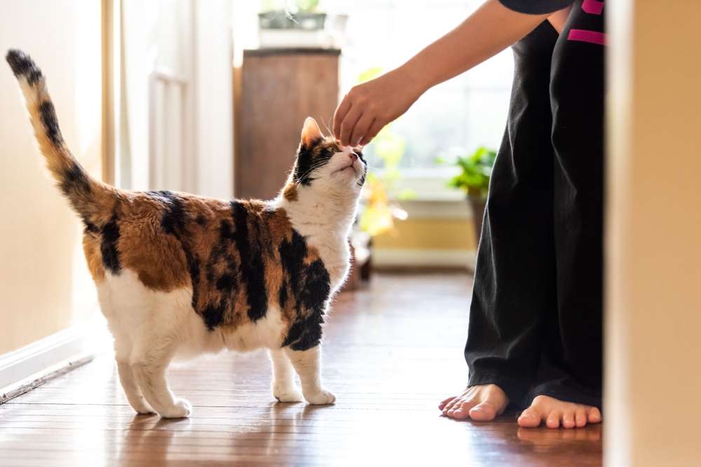 4 Mitos yang Sering Dipercaya Saat Merawat Kucing, Ini Faktanya