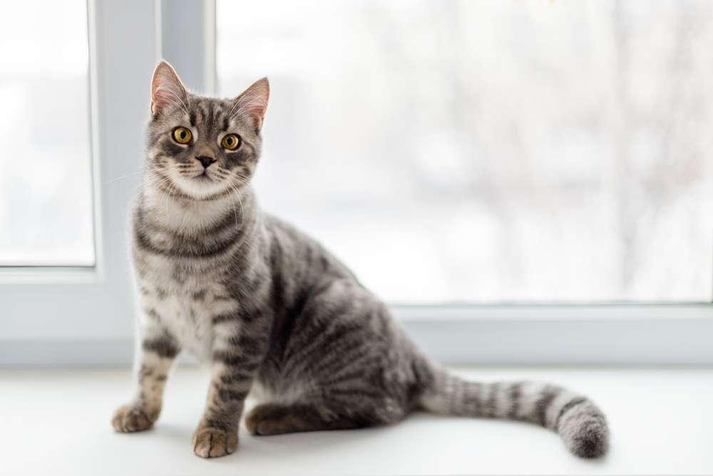 4 Mitos yang Sering Dipercaya Saat Merawat Kucing, Ini Faktanya