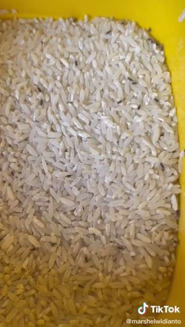 Komika Marshel Widianto