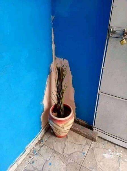 Begini jadinya kalau malas nggeser pot saat mengecat rumah.