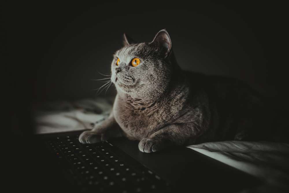 Fakta Unik Soal Kebiasaan Tidur Kucing, Bisa Rebahan Hingga 16 Jam Sehari!