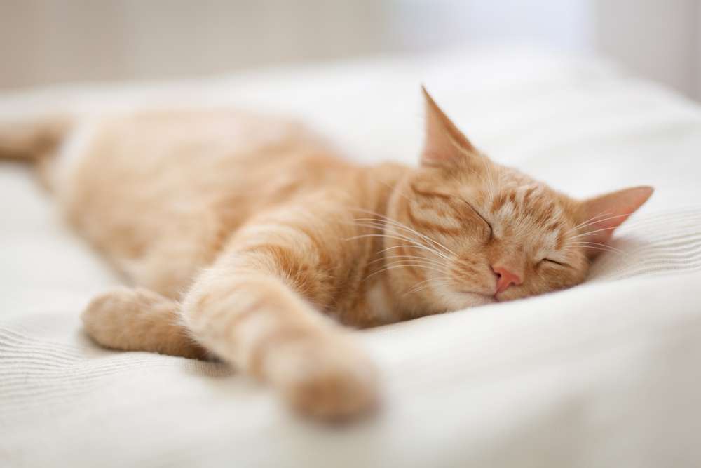 Fakta Unik Soal Kebiasaan Tidur Kucing, Bisa Rebahan Hingga 16 Jam Sehari!