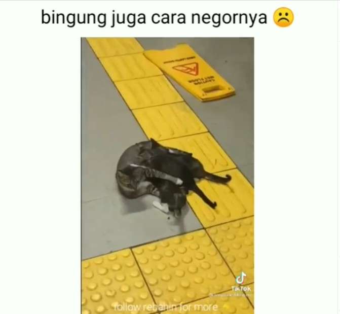 Kucing menyusui