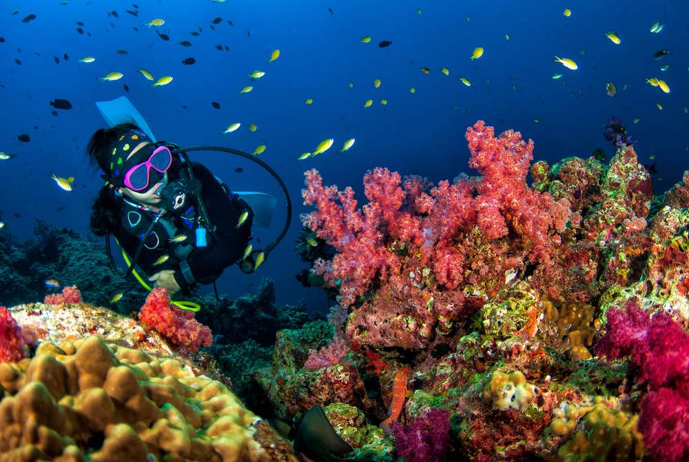 Spesial Buat Pecinta Alam Bawah Laut Thailand, Diving Jadi Agenda Wajib