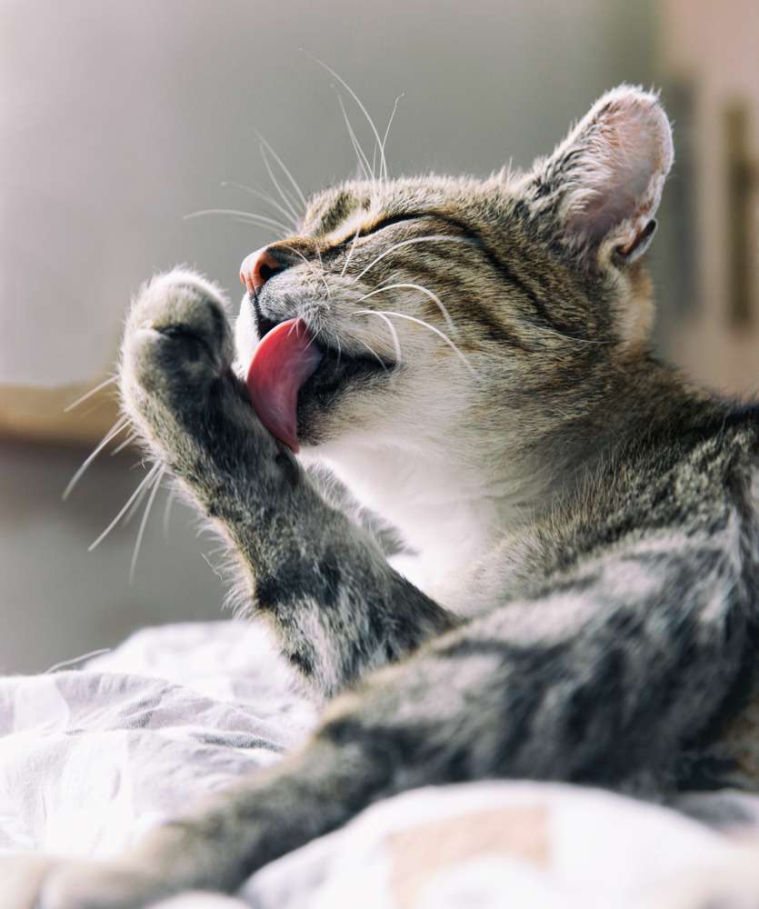 Mengulik Alasan di Balik Kebiasaan Grooming Kucing Setelah Makan