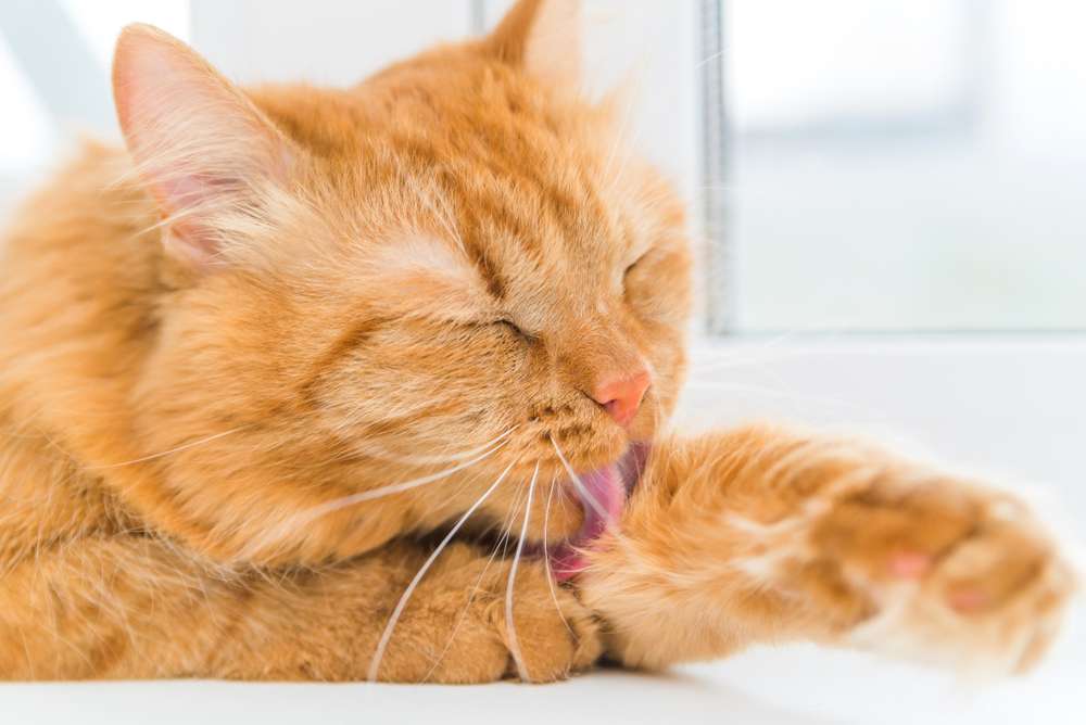 Mengulik Alasan di Balik Kebiasaan Grooming Kucing Setelah Makan