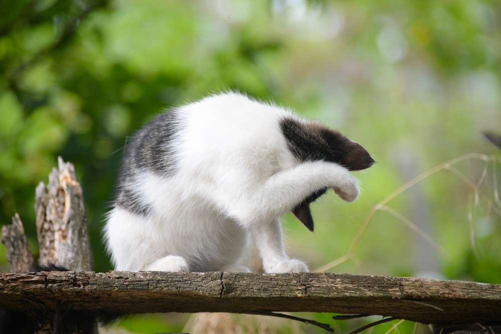 Mengulik Alasan di Balik Kebiasaan Grooming Kucing Setelah Makan