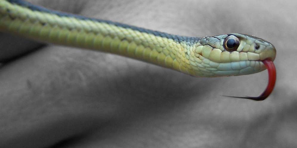 Ilustrasi Digigit Ulat Ilustrasi Digigit Ulat