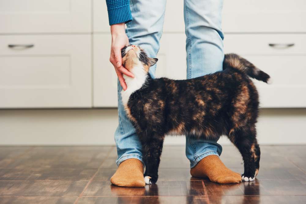 Kucing Mengeong Setelah Makan, Ini Ragam Penyebabnya!