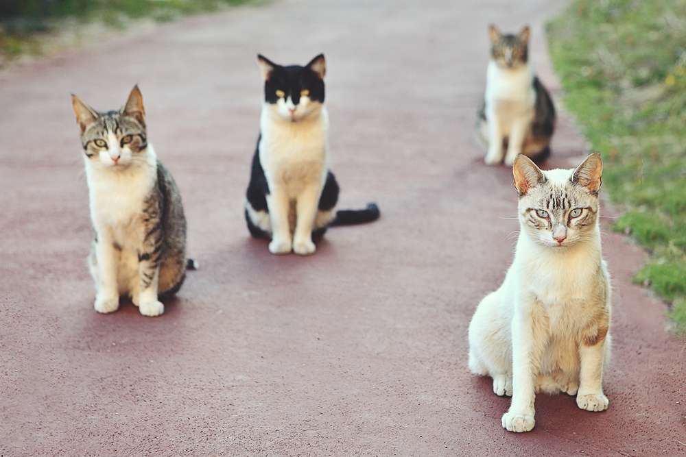 Kucing Mengeong Setelah Makan, Ini Ragam Penyebabnya!