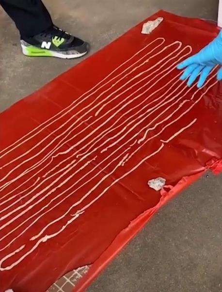 Panjang cacing pita mencapai 18 meter lebih.