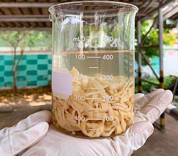 Penampakan cacing pita sapi atau Taenia saginata.