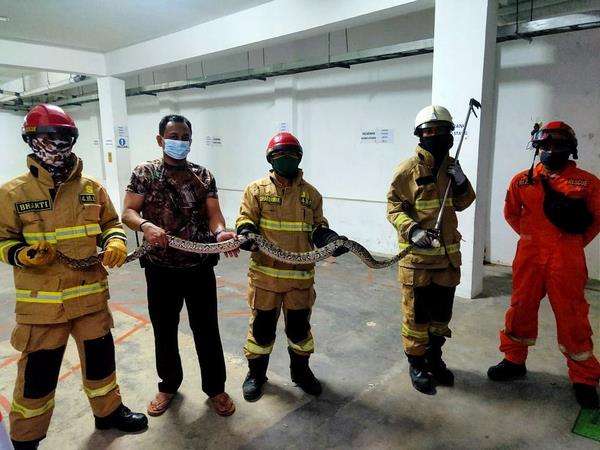 Ditemukan ular jenis python atau sanca di Jakarta Selatan.