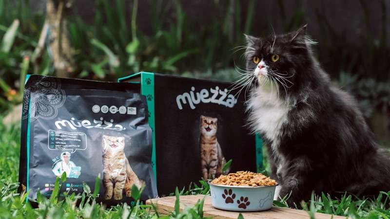 Kucing Menghindar Setiap Dipegang atau Digendong? Bisa Jadi Ini Alasannya