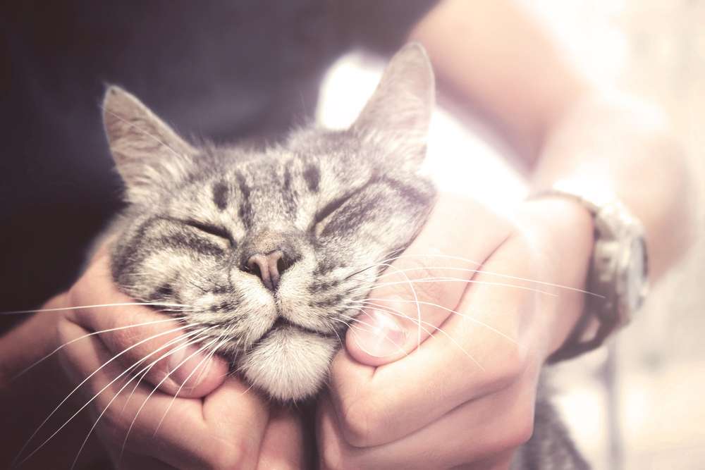 Kucing Menghindar Setiap Dipegang atau Digendong? Bisa Jadi Ini Alasannya