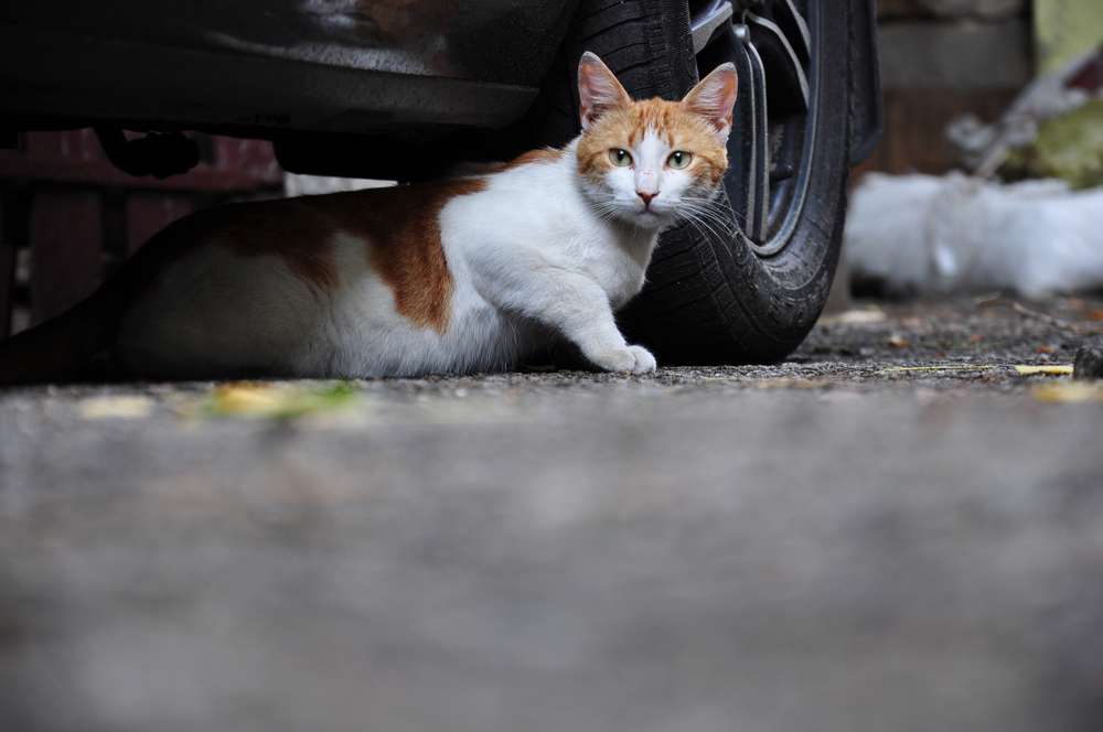 Lebih Aman di Rumah Aja, Ini Bahayanya Saat Kucing Menjelajah Lingkungan Luar