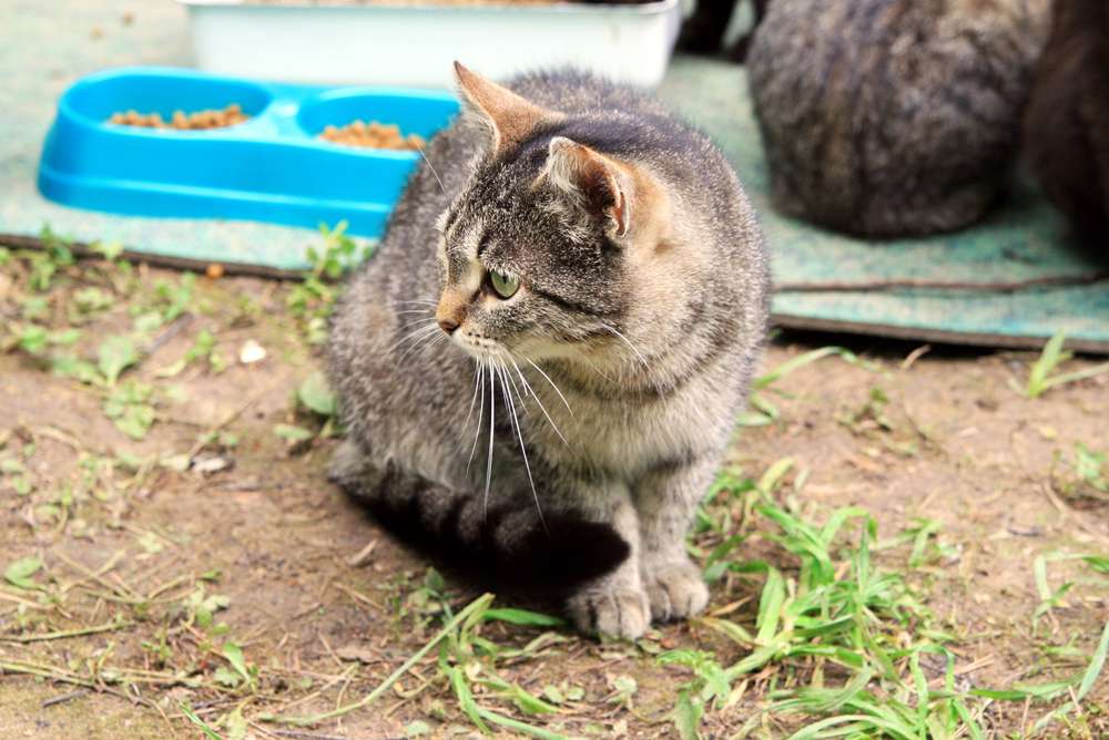 Lebih Aman di Rumah Aja, Ini Bahayanya Saat Kucing Menjelajah Lingkungan Luar