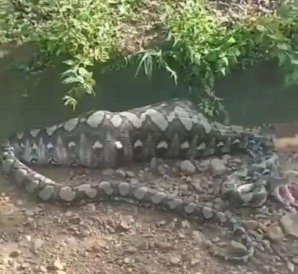 Ular piton itu kekenyangan hingga tak bisa gerak sama sekali.