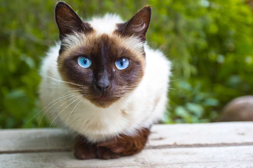 Cerewetnya Kucing Siam, Ini Alasan Menarik di Balik Kebiasaan Mengeongnya