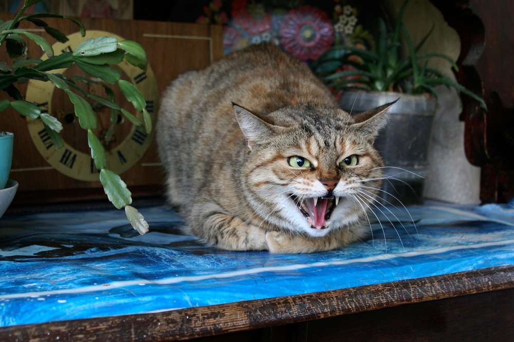 Mendadak Berubah, Ini 5 Perilaku Kucing yang Wajib Diperhatikan